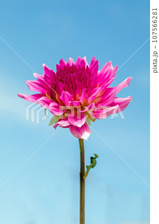 家の周りの草花 四季の色々 秋空に輝く赤やピンクの大輪の花びら 青空に映えるダリア 家の周りの草花 四季の色々 秋空に輝く赤やピンクの大輪の花びら 青空に映えるダリア 107566281