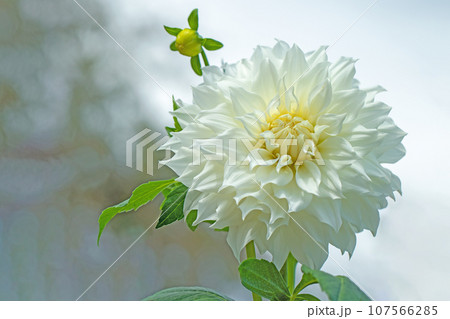 家の周りの草花　四季の色々　秋空に輝く　大輪の花びら　秋空に映えるダリア 107566285