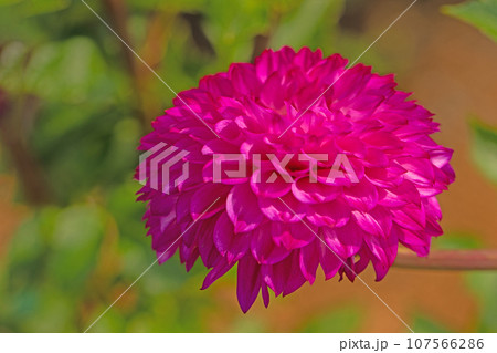 家の周りの草花　四季の色々　秋空に輝く赤やピンクの大輪の花びら　赤いダリア 107566286