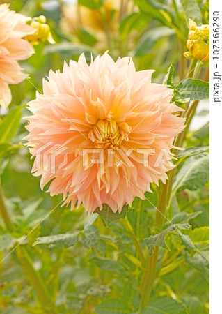 家の周りの草花　四季の色々　秋空に輝く赤やピンクの大輪の花びら　秋空に映えるダリア 107566290