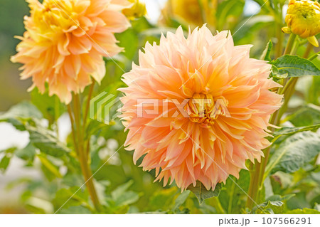 家の周りの草花　四季の色々　秋空に輝く赤やピンクの大輪の花びら　秋空に映えるダリア 107566291