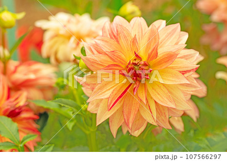 家の周りの草花　四季の色々　秋空に輝く赤やピンクの大輪の花びら　秋空に映えるダリア 107566297