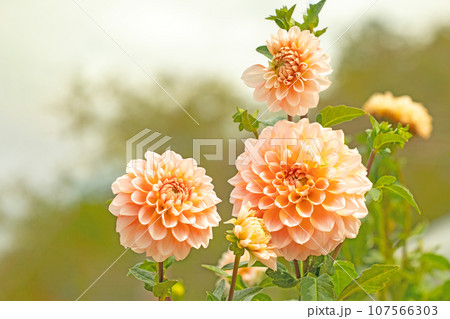 家の周りの草花　四季の色々　秋空に輝く赤やピンクの大輪の花びら　秋空に映えるダリア 107566303