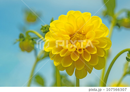 家の周りの草花　四季の色々　秋空に輝く赤やピンクの大輪の花びら　青空に映えるダリア 107566307