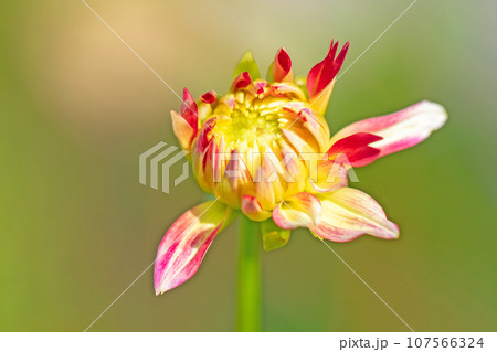 家の周りの草花　四季の色々　秋空に輝く赤やピンクの大輪の花びら　秋空に映えるダリア 107566324