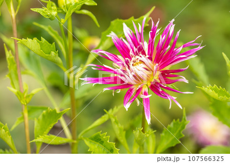 家の周りの草花　四季の色々　秋空に輝く赤やピンクの大輪の花びら　秋空に映えるダリア 107566325