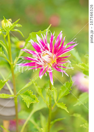家の周りの草花　四季の色々　秋空に輝く赤やピンクの大輪の花びら　秋空に映えるダリア 107566326