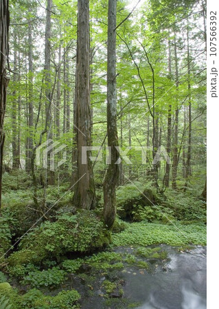 八ヶ岳 水源の森 蓼科高原にて 八ヶ岳 水源の森 蓼科高原にて 107566392