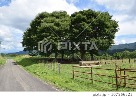 月山高原牧場 山形県庄内 月山高原牧場 山形県庄内 107566523
