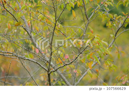 紅葉風景 紅葉風景 107566629