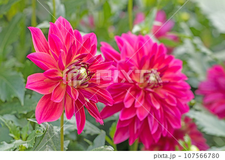 家の周りの草花　四季の色々　色とりどりの大輪の花びら　大輪の連なり　秋空に映える　ダリア 107566780