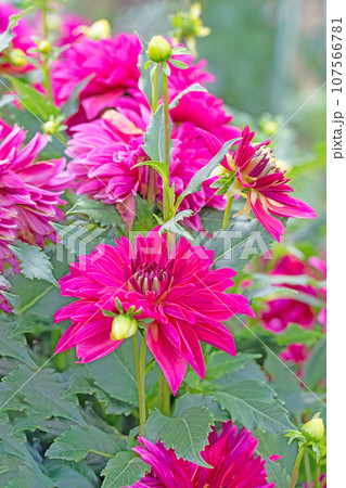 家の周りの草花　四季の色々　色とりどりの大輪の花びら　大輪の連なり　秋空に映える　ダリア 107566781