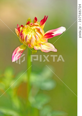 家の周りの草花　四季の色々　色とりどりの大輪の花びら　大輪の連なり　秋空に映える　ダリア 107566784