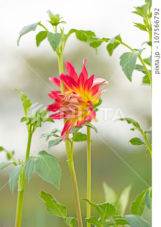 家の周りの草花　四季の色々　色とりどりの大輪の花びら　大輪の連なり　秋空に映える　ダリア 107566792