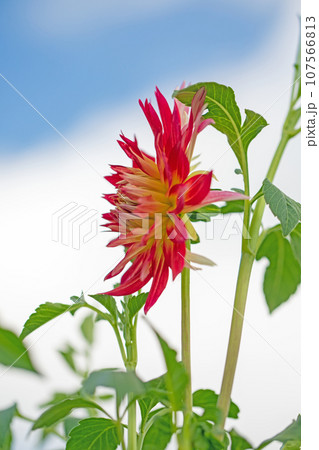 家の周りの草花 四季の色々 色とりどりの大輪の花びら 大輪の連なり 秋空に映える ダリア 家の周りの草花 四季の色々 色とりどりの大輪の花びら 大輪の連なり 秋空に映える ダリア 107566813