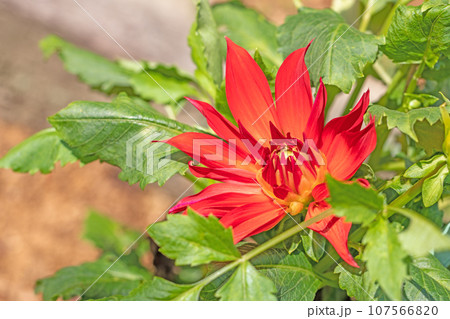 家の周りの草花　四季の色々　色とりどりの大輪の花びら　大輪の連なり　秋空に映える　ダリア 107566820
