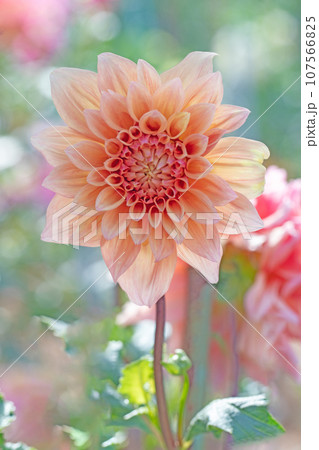 家の周りの草花　四季の色々　色とりどりの大輪の花びら　大輪の連なり　秋空に映える　ダリア 107566825