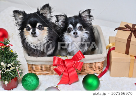 仲良しチワワのクリスマス　 107566970