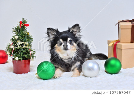 元気なシニア犬のクリスマス　チワワ 107567047