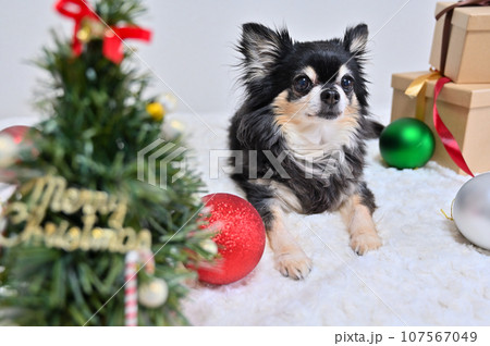 元気なシニア犬のクリスマス チワワ 元気なシニア犬のクリスマス チワワ 107567049
