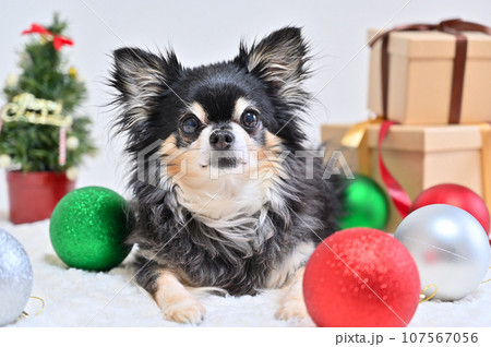 元気なシニア犬のクリスマス　チワワ 107567056