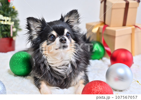 元気なシニア犬のクリスマス チワワ 元気なシニア犬のクリスマス チワワ 107567057