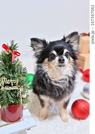 元気なシニア犬のクリスマス　チワワ 107567062