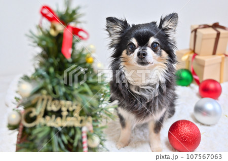元気なシニア犬のクリスマス　チワワ 107567063