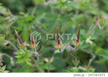 ゲンノショウコの実 ゲンノショウコの実 107567075