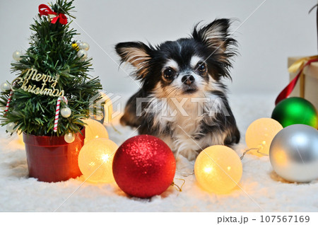 幼顔の可愛いチワワのクリスマス クリスマスイルミネーション 幼顔の可愛いチワワのクリスマス クリスマスイルミネーション 107567169