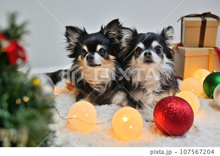 仲良しチワワのクリスマス　クリスマスイルミネーション 107567204