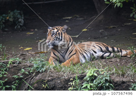 横たわるスマトラトラ 横たわるスマトラトラ 107567496
