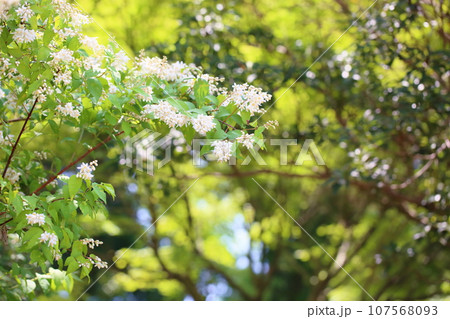 ウツギの花 ウツギの花 107568093