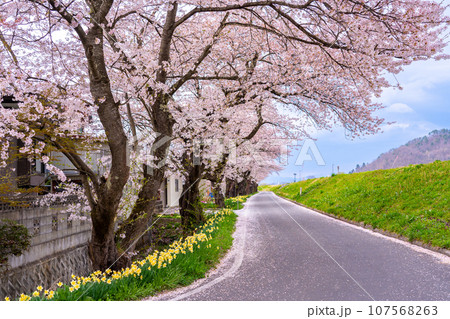 山形県長井市の置賜さくら回廊の最上川千本桜のある堤防と道路 山形県長井市の置賜さくら回廊の最上川千本桜のある堤防と道路 107568263