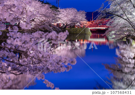 山形県米沢市　春のライトアップされた米沢城址のお堀と満開の桜 107568431