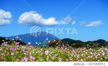 岩手山を望むコスモス畑 岩手県 御所湖広域公園 岩手山を望むコスモス畑 岩手県 御所湖広域公園 107569051