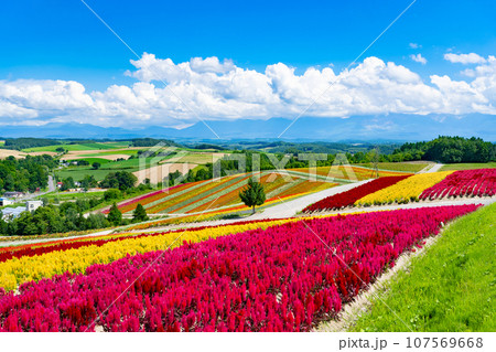 北海道美瑛町　四季彩の丘(8月) 107569668