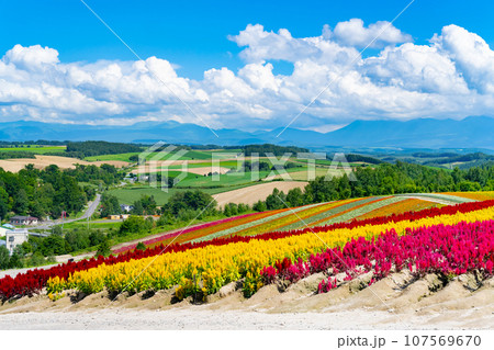 北海道美瑛町　四季彩の丘(8月) 107569670