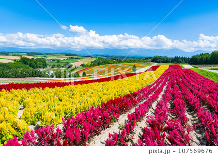 北海道美瑛町　四季彩の丘(8月) 107569676