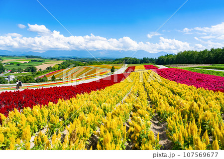 北海道美瑛町　四季彩の丘(8月) 107569677