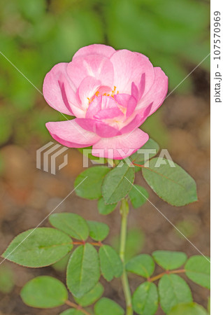 家の周りの草花　四季の色々　秋空に映える　可憐な花びら　清楚なピンクのバラ 107570969