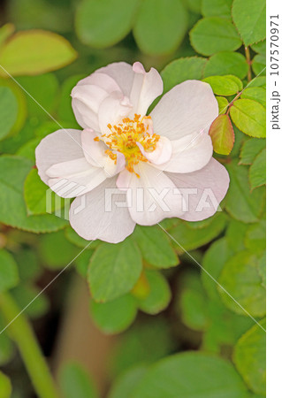 家の周りの草花　四季の色々　秋空に映える　可憐な花びら　清楚なピンクのバラ 107570971