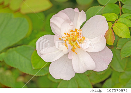 家の周りの草花　四季の色々　秋空に映える　可憐な花びら　清楚なピンクのバラ 107570972