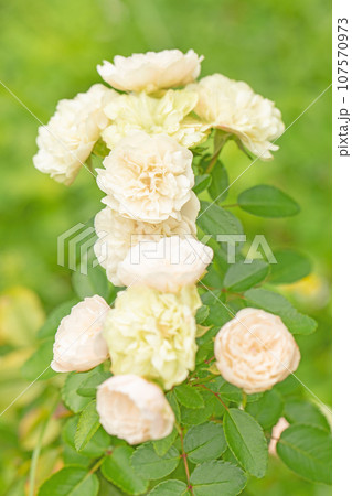 家の周りの草花　四季の色のバラ　秋空に映える　可憐な花びら　安らぎの黄色いバラ 107570973