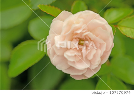 家の周りの草花　四季の色々　秋空に映える　可憐な花びら　清楚なピンクのバラ 107570974