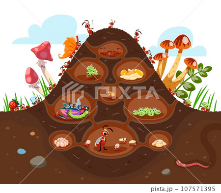 Cartoon anthill colony at soil. Funny ant characters. Isolated vector insects in formicary consisting of tunnels and chambers filled with foods, larvas or aphids. Each ant has specific roles and tasks 107571395