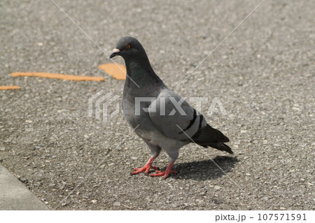 鳩 107571591