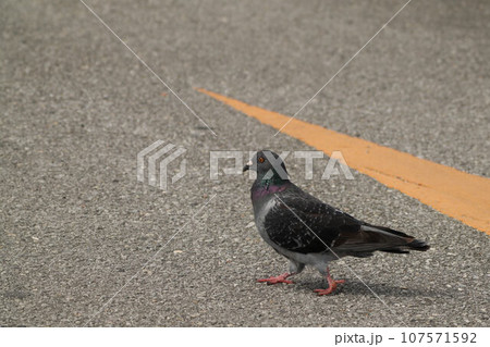 鳩 鳩 107571592