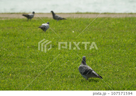 鳩 107571594