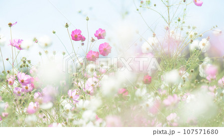 コスモス咲く爽やかな野原で 岩手県 御所湖広域公園 コスモス咲く爽やかな野原で 岩手県 御所湖広域公園 107571680